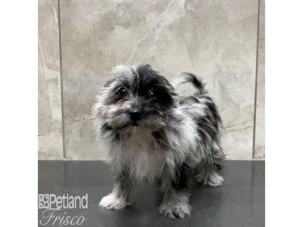 Pomapoo-Dog-Female-Merle-31064-Petland Frisco & Mckinney, Texas