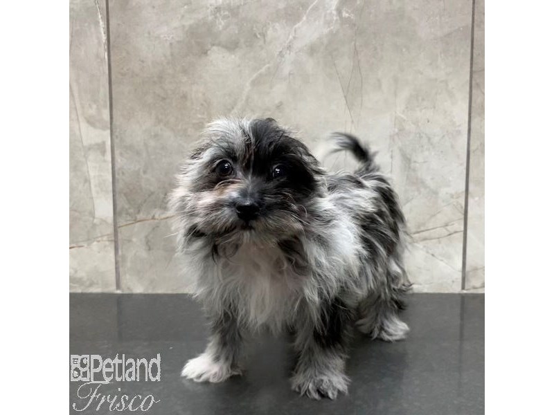 Pomapoo shih tzu best sale mix