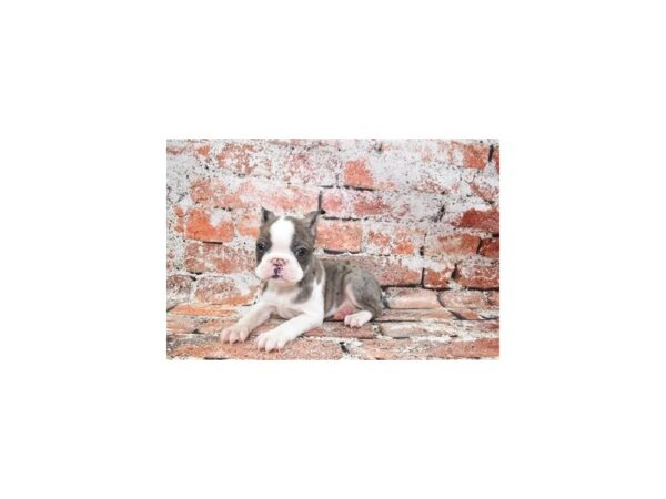Boston Terrier-Dog-Female-Blue and White-31140-Petland Frisco & Mckinney, Texas