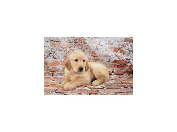 Golden Retriever-Dog-Male-Light Golden-31143-Petland Frisco & Mckinney, Texas