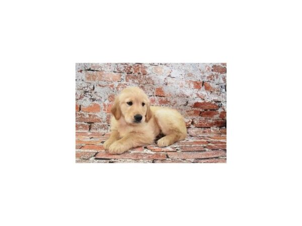 Golden Retriever-Dog-Male-Light Golden-31143-Petland Frisco, Texas