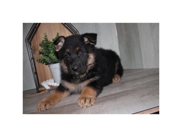 German Shepherd Dog-Dog-Female-Black / Tan-31154-Petland Frisco, Texas