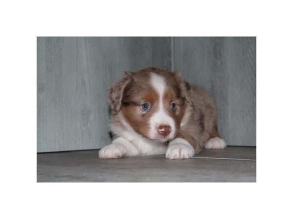 Miniature Australian Shepherd-Dog-Male-Red Merle-31162-Petland Frisco, Texas