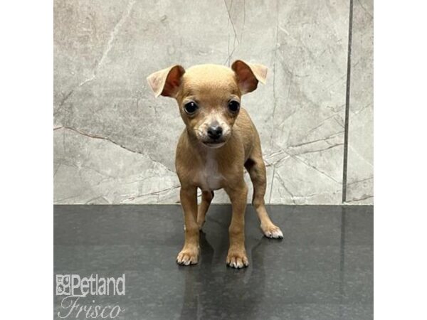 Chihuahua-Dog-Male-Blue Fawn-31122-Petland Frisco & Mckinney, Texas
