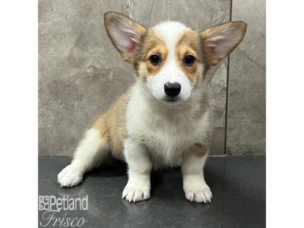 Pembroke Welsh Corgi Dog Female Red White / Sable 31128 Petland Frisco, Texas