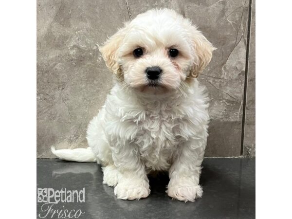 Teddy Bear Dog Male Buff and White 31132 Petland Frisco, Texas