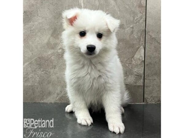 [#31137] White Male American Eskimo Puppies For Sale