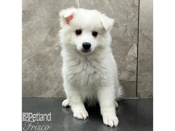 American Eskimo Dog Male White 31137 Petland Frisco, Texas