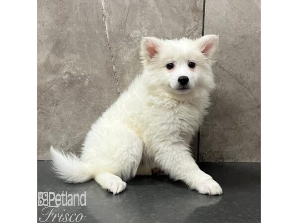 American Eskimo Dog Female White 31138 Petland Frisco, Texas