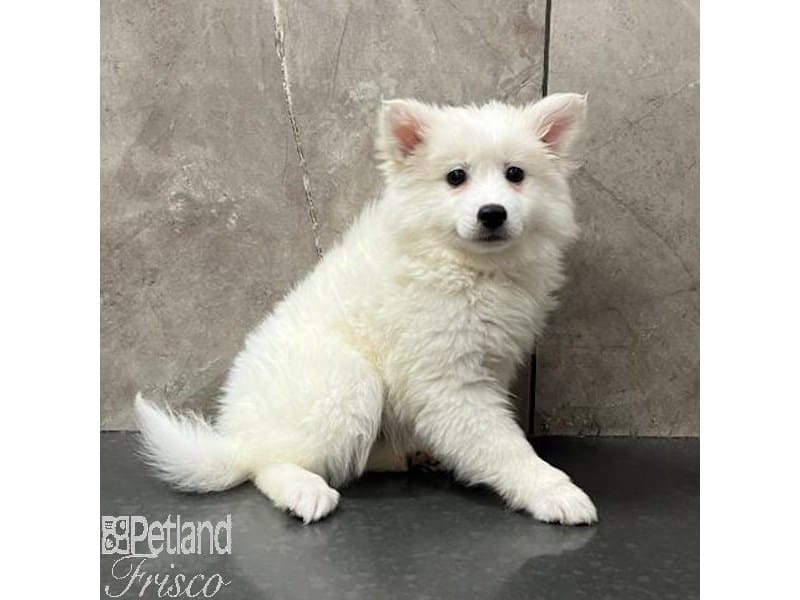 American Eskimo-Dog-Female-White-3947057-Petland Frisco, Texas