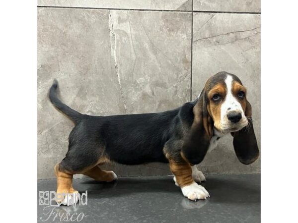 Basset Hound Dog Female Black Tan and White 31139 Petland Frisco, Texas