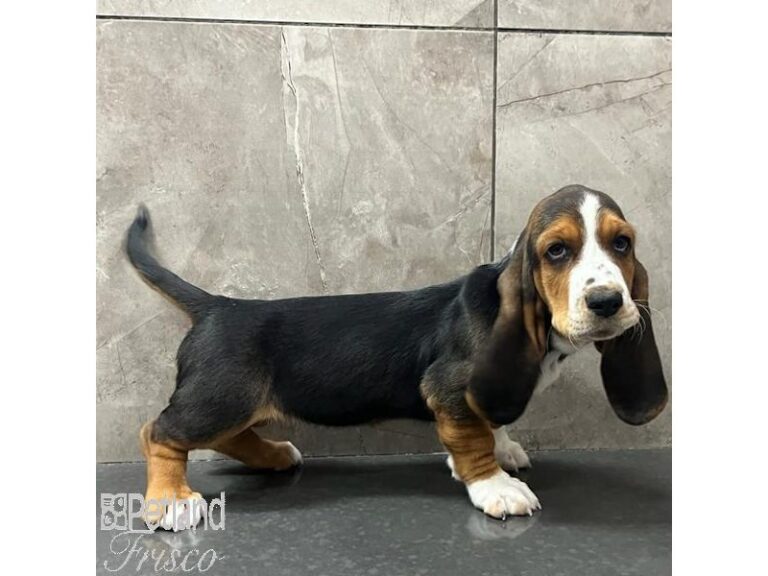 Basset Hound Dog Female Black Tan and White 31139
