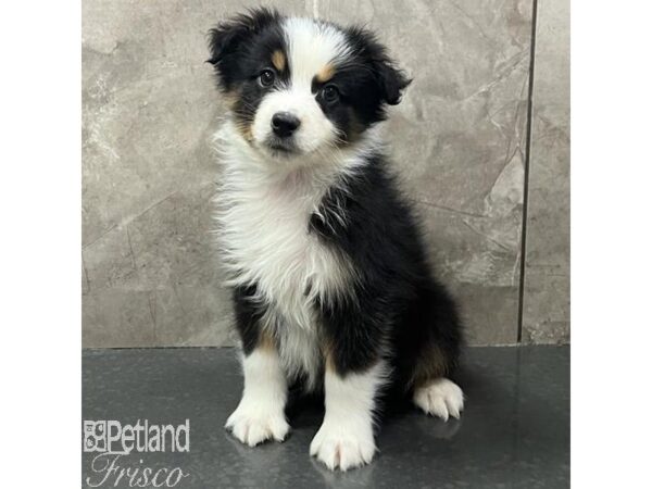 Miniature Australian Shepherd-Dog-Male-Black and White-31144-Petland Frisco & Mckinney, Texas