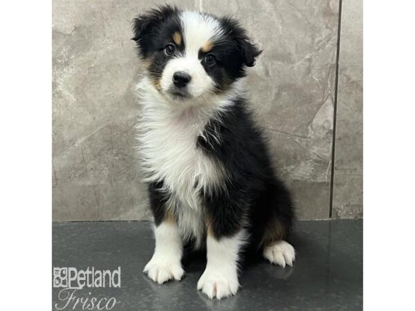 Miniature Australian Shepherd Dog Male Black and White 31144 Petland Frisco, Texas