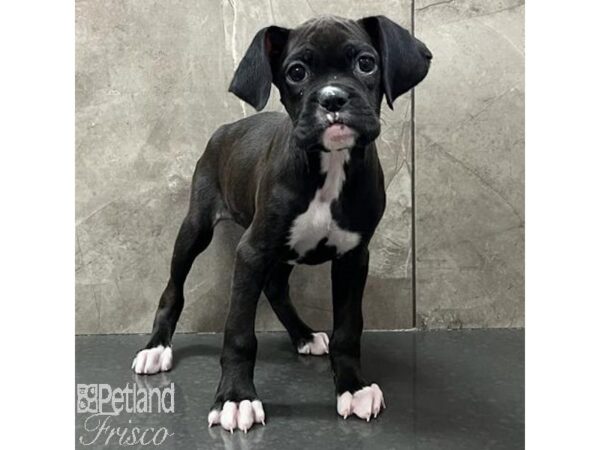 Boxer Dog Female Black 31145 Petland Frisco, Texas