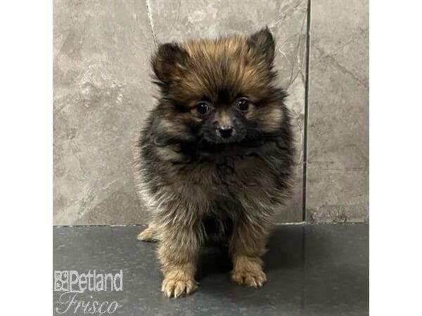 Pomeranian-Dog-Female-Sable-31146-Petland Frisco, Texas