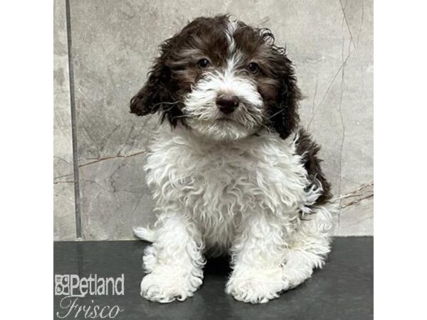 Miniature Bernedoodle Dog Female Chocolate and White 31148 Petland Frisco, Texas