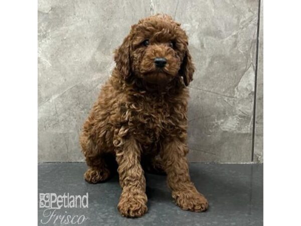 Miniature Poodle-Dog-Male-Red-31151-Petland Frisco & Mckinney, Texas