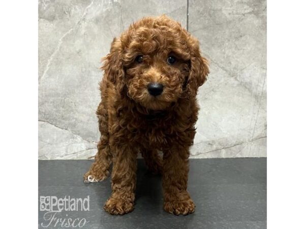 Miniature Poodle Dog Female Red 31152 Petland Frisco, Texas