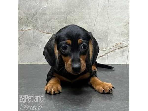 Miniature Dachshund Dog Female Black / Tan 31153 Petland Frisco, Texas