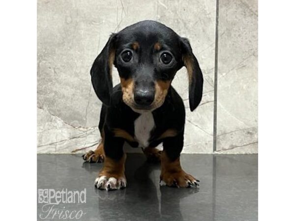 Miniature Dachshund Dog Male Black / Tan 31155 Petland Frisco, Texas