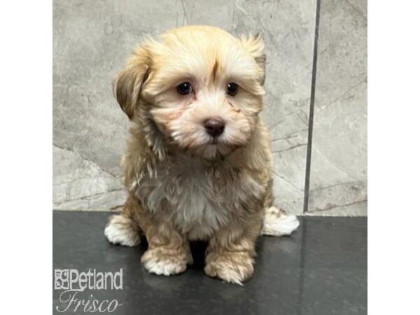 Havanese Dog Female Red Sable 31156 Petland Frisco, Texas