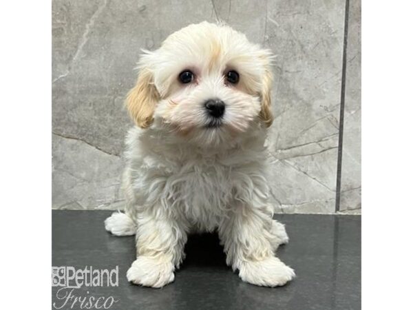 Havanese Dog Female Cream / White 31157 Petland Frisco, Texas