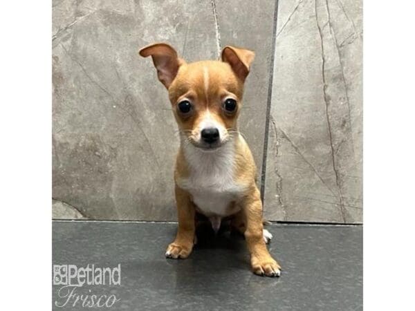 Chihuahua-Dog-Male-Red-31124-Petland Frisco, Texas