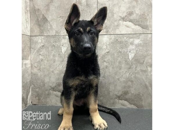 German Shepherd Dog-Dog-Female-Black / Tan-31129-Petland Frisco, Texas