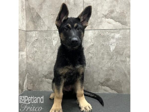 German Shepherd Dog Dog Female Black / Tan 31129 Petland Frisco, Texas