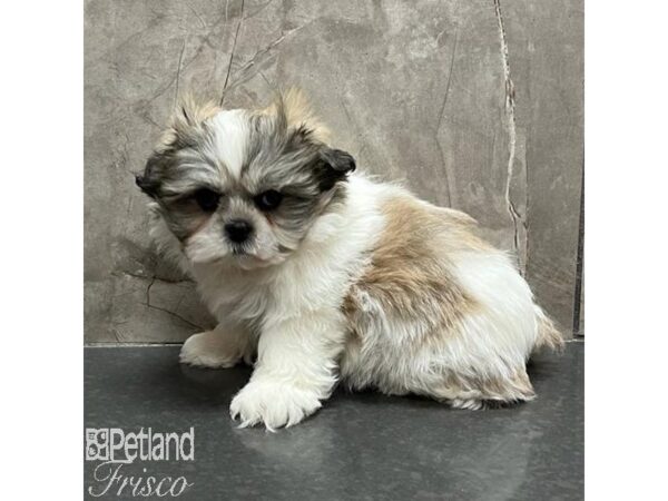 Teddy Bear Dog Female Brindle / White 31130 Petland Frisco, Texas