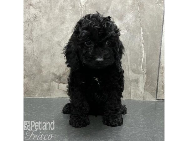 Cockapoo Dog Male Black 31131 Petland Frisco, Texas