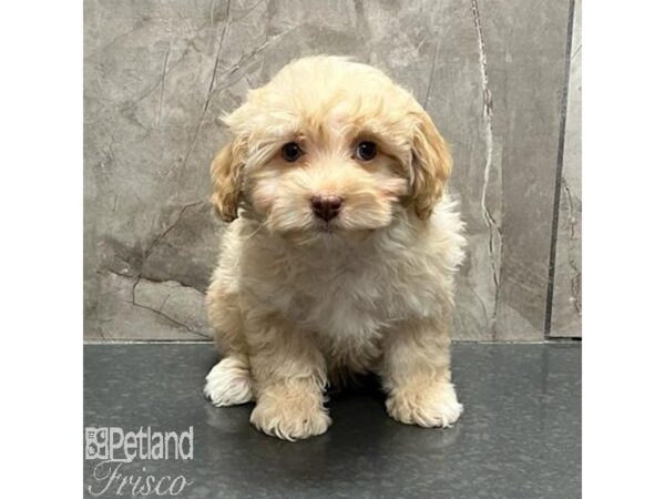 Cockapoo Dog Male Apricot 31133 Petland Frisco, Texas