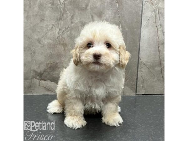 Cockapoo-Dog-Male-Apricot-31134-Petland Frisco & Mckinney, Texas