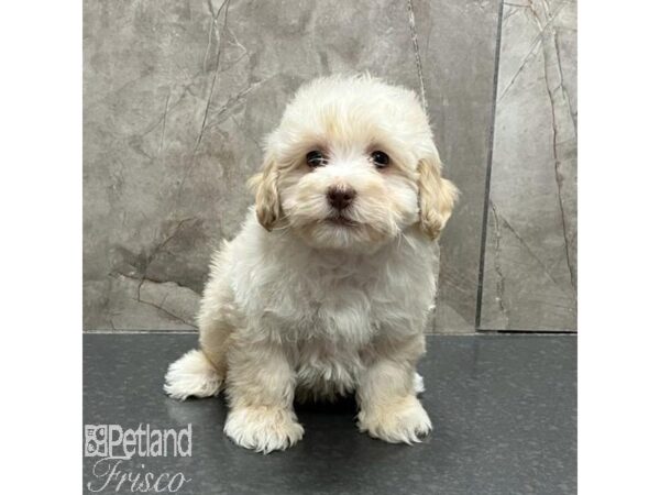 Cockapoo-Dog-Male-Apricot-31134-Petland Frisco, Texas