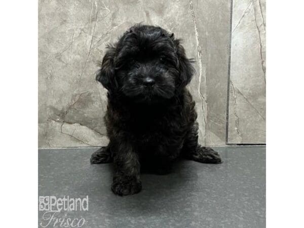 [#31135] Brown Female Cockapoo Puppies For Sale