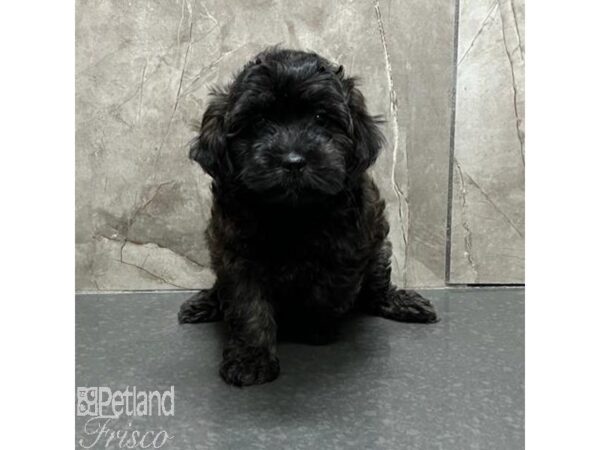 Cockapoo Dog Female Brown 31135 Petland Frisco, Texas