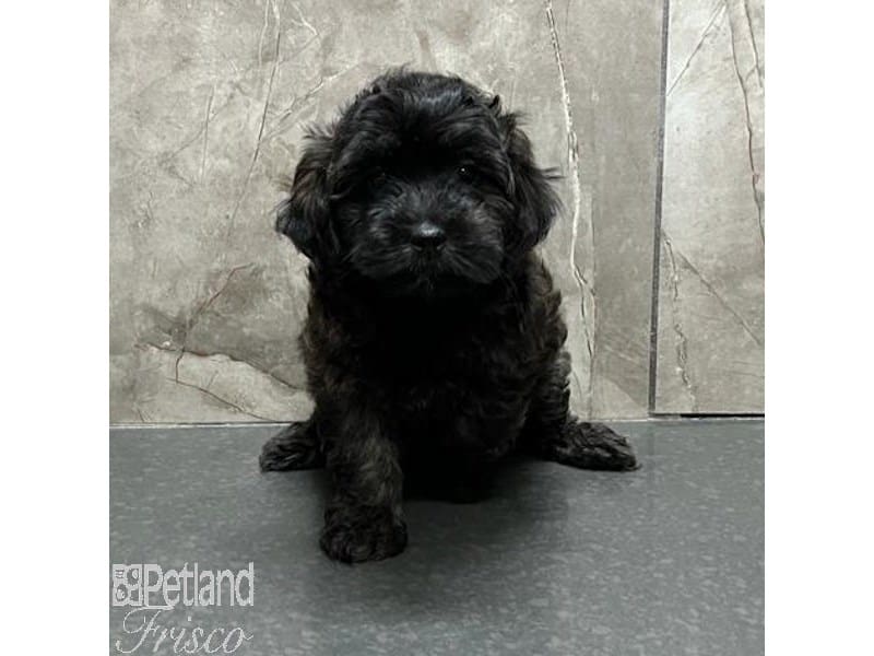 [#31135] Brown Female Cockapoo Puppies For Sale #2