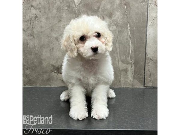 Cockapoo Dog Female Cream and White 31136 Petland Frisco, Texas