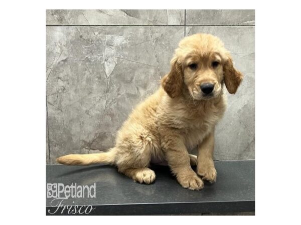 Golden Retriever-Dog-Male-Golden-31141-Petland Frisco & Mckinney, Texas