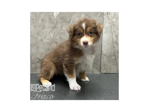 [#31147] Red Female Miniature Australian Shepherd Puppies For Sale