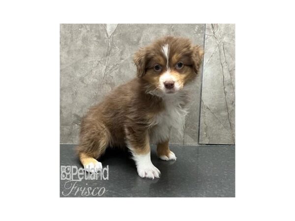 Miniature Australian Shepherd Dog Female Red 31147 Petland Frisco, Texas