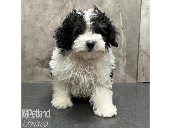 Miniature Bernedoodle Dog Male Black and White 31149 Petland Frisco, Texas