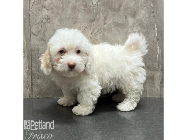 Miniature Bernedoodle Dog Female Apricot and White 31150 Petland Frisco, Texas