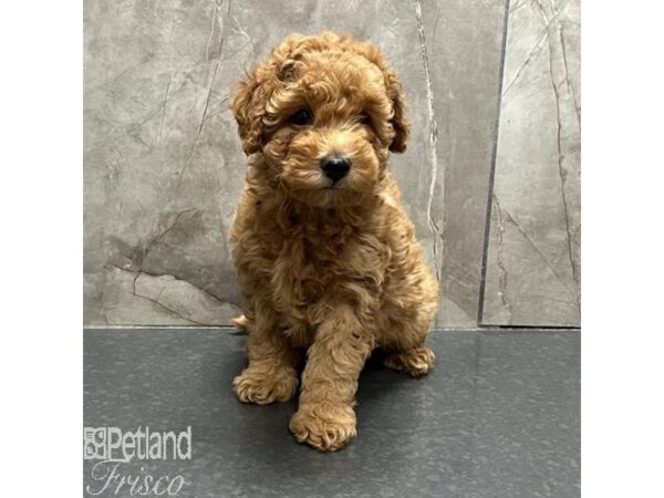 Bichapoo-Dog-Female-Red-31158-Petland Frisco & Mckinney, Texas
