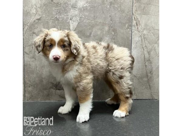 Miniature Australian Shepherd Dog Female Red Merle 31159 Petland Frisco, Texas