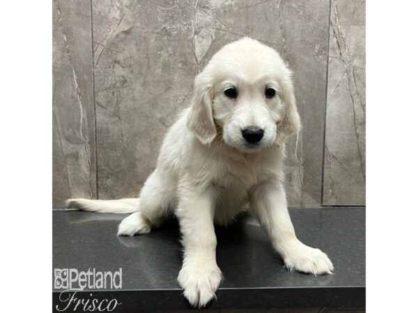 Golden Retriever-Dog-Female-Light Golden-31160-Petland Frisco & Mckinney, Texas
