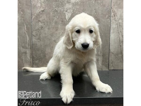 Golden Retriever-Dog-Female-Light Golden-31160-Petland Frisco, Texas