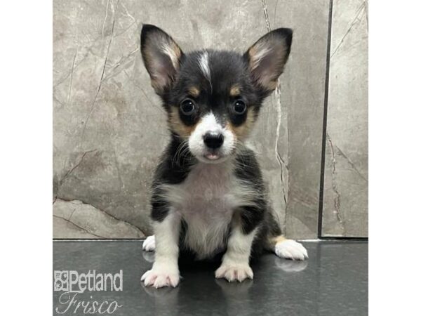 Pembroke Welsh Corgi-Dog-Female-Tri-31164-Petland Frisco & Mckinney, Texas