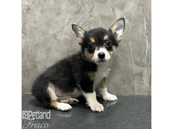 Pembroke Welsh Corgi-DOG-Female-Black and Tan-3153471-Petland Frisco, Texas